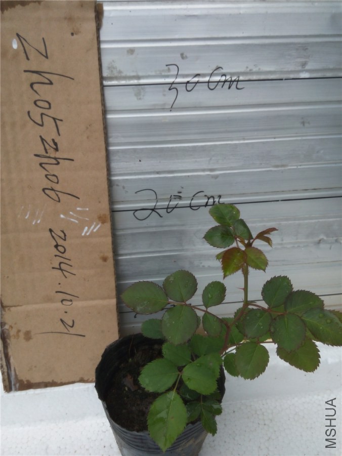 20141019152704С����԰.jpg
