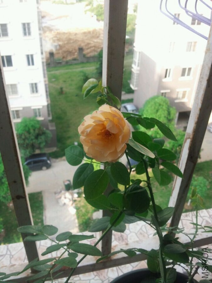 ��ׯ԰