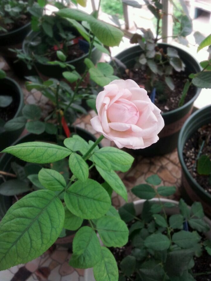 ��ݮ���ʱ�