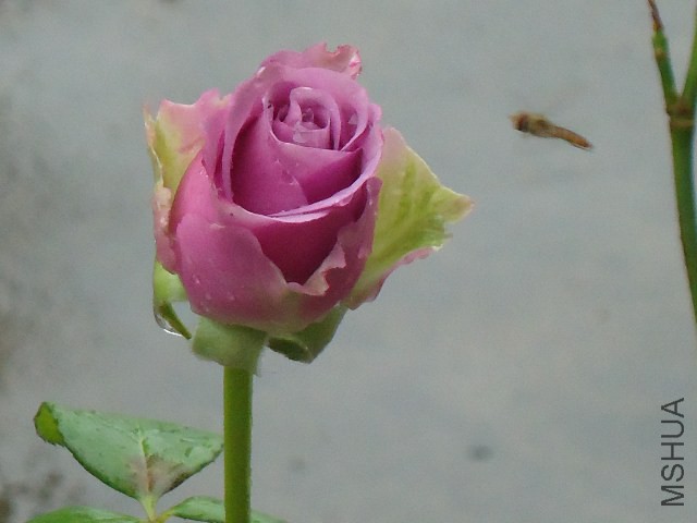 DSC05012.JPG