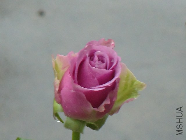 DSC05013.JPG