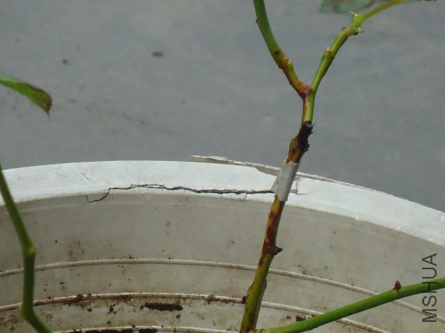 DSC05014.JPG
