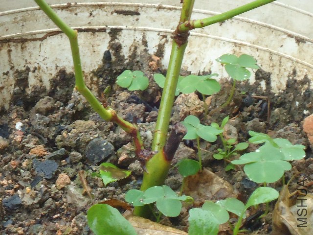DSC05015.JPG