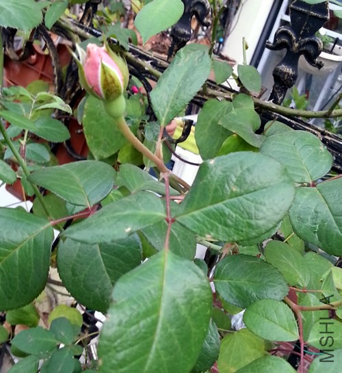 ������԰��20141021G.jpg
