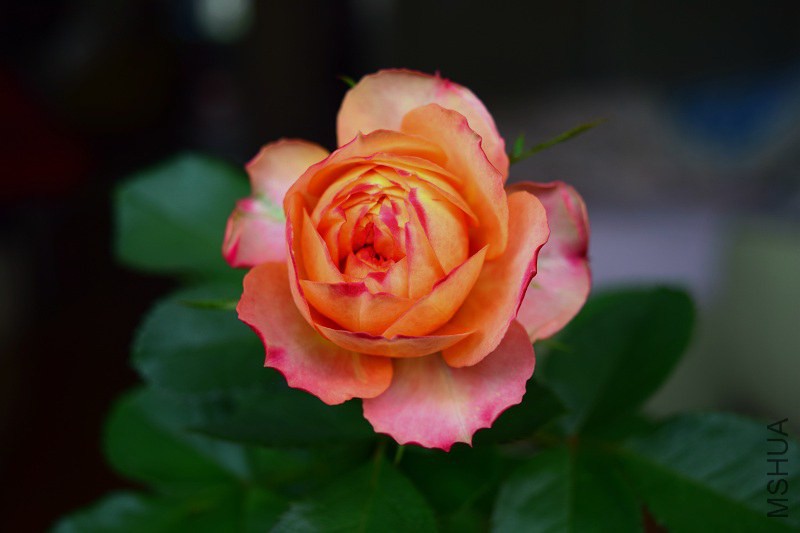DSC_0280_����.jpg
