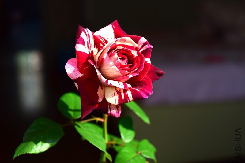 DSC_0221_����.jpg