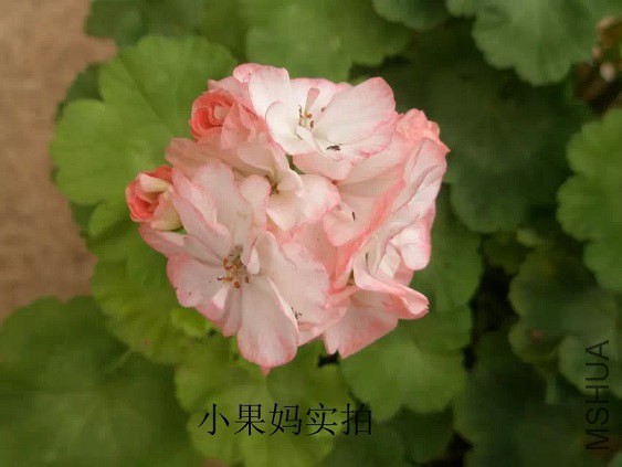 Swainham Spring˹�����Ĵ���Сͼ1.jpg