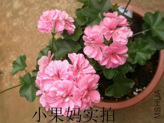 õ�屦ʯRose Gem Ivy Geranium 1.jpg