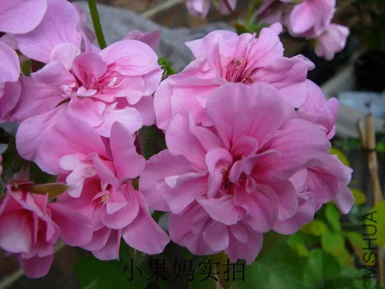õ�屦ʯRose Gem Ivy Geranium.jpg