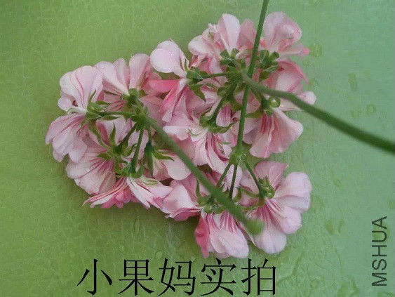 õ�屦ʯRose Gem Ivy Geranium 2.jpg