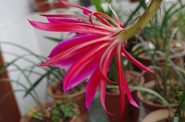 IMGP1279.jpg