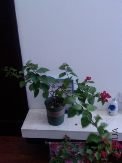 IMG_20141021_162613.jpg