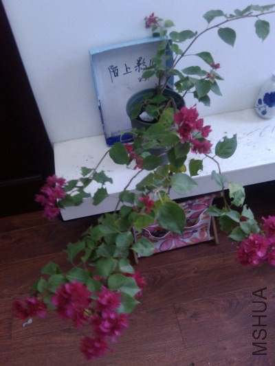 IMG_20141021_162537.jpg