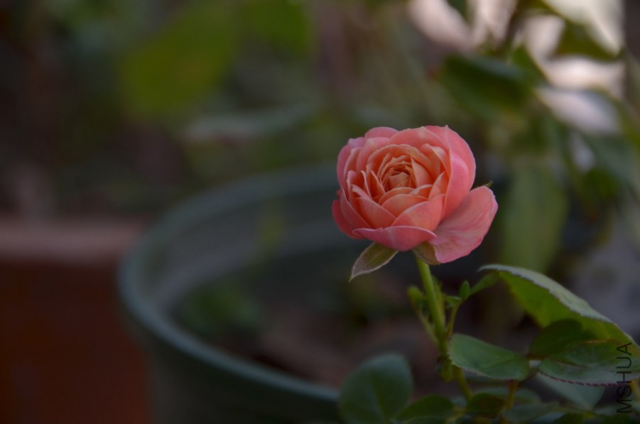 HGS_9917.jpg