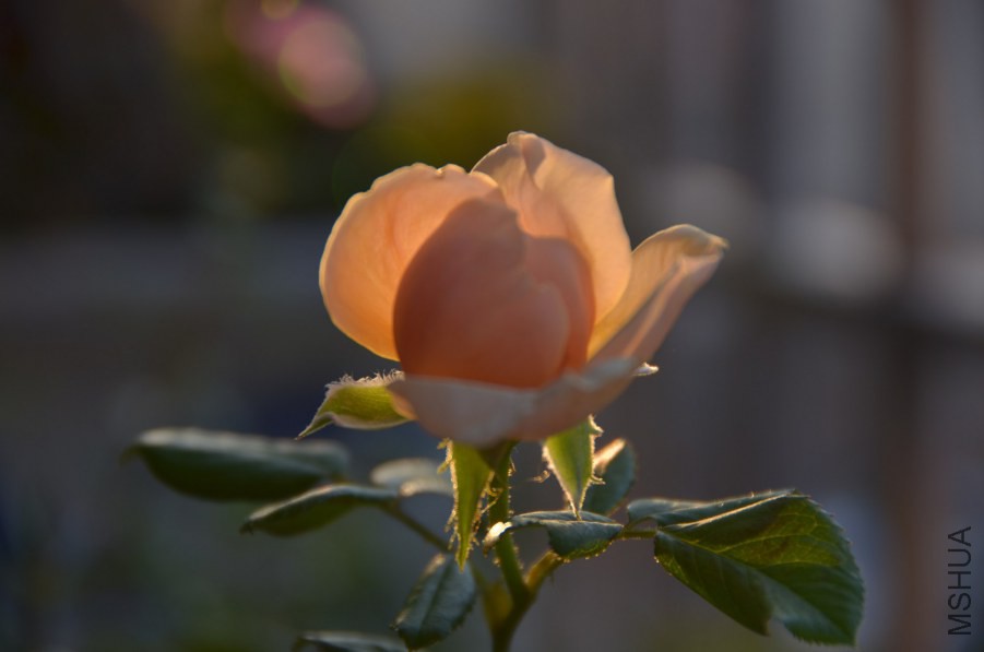 HGS_9951.jpg