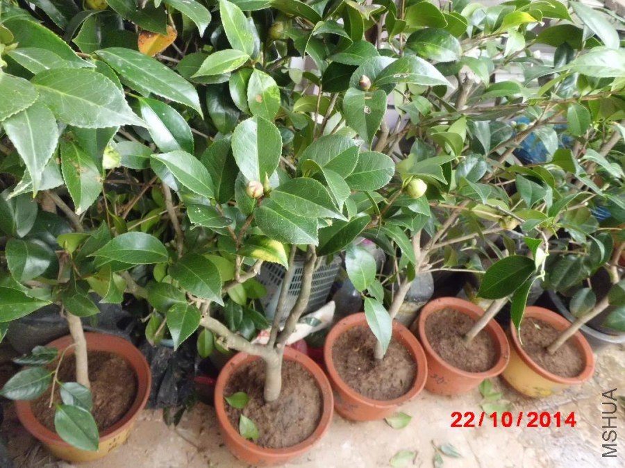 CIMG3827.JPG