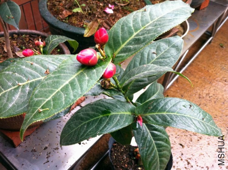 ��Ƭ 994����.jpg