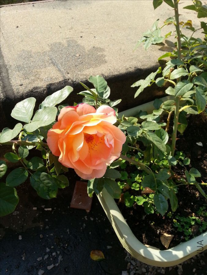 20141018_095909.jpg