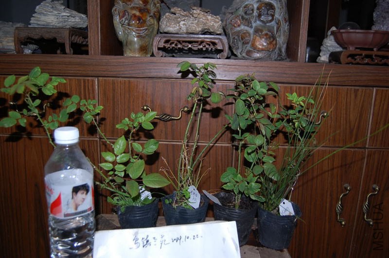 DSC_00390039.JPG