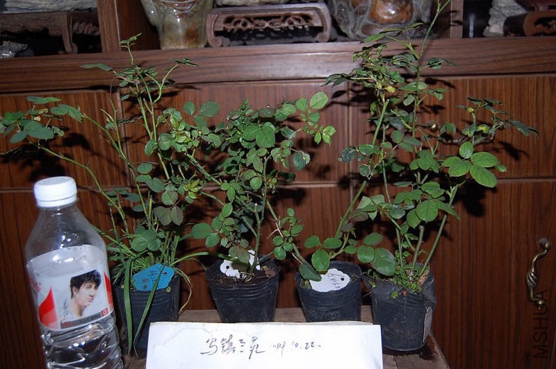 DSC_00420042.JPG