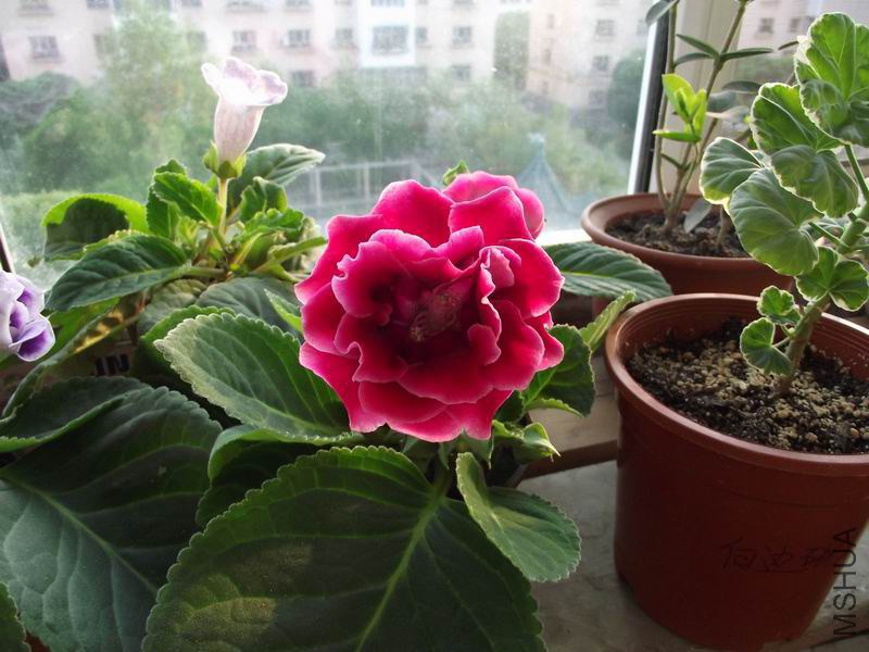 ������С DSCF5057.JPG