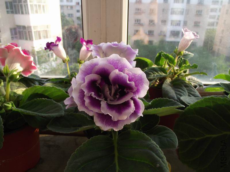 ������С DSCF5062.JPG