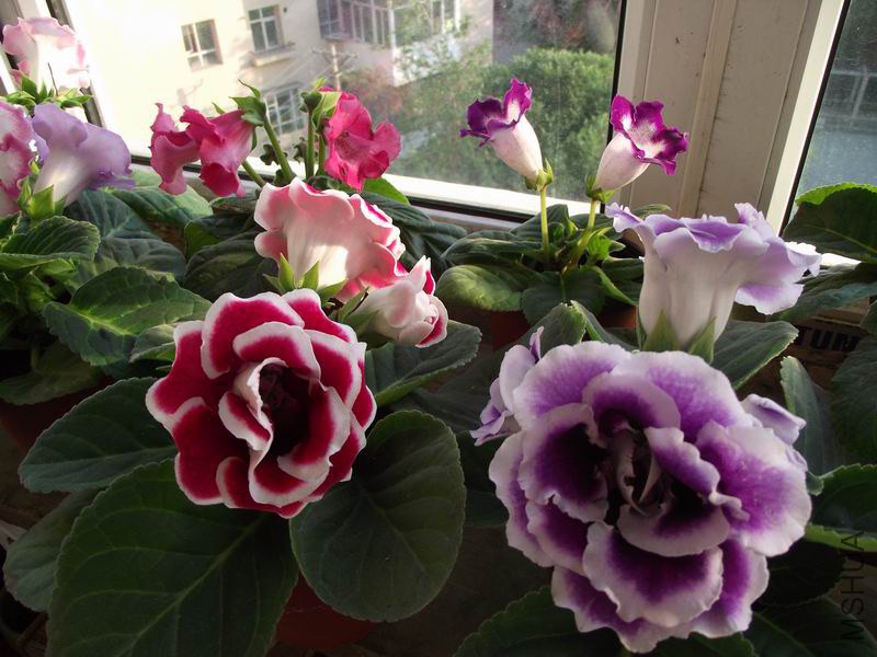 ������С DSCF5063.JPG