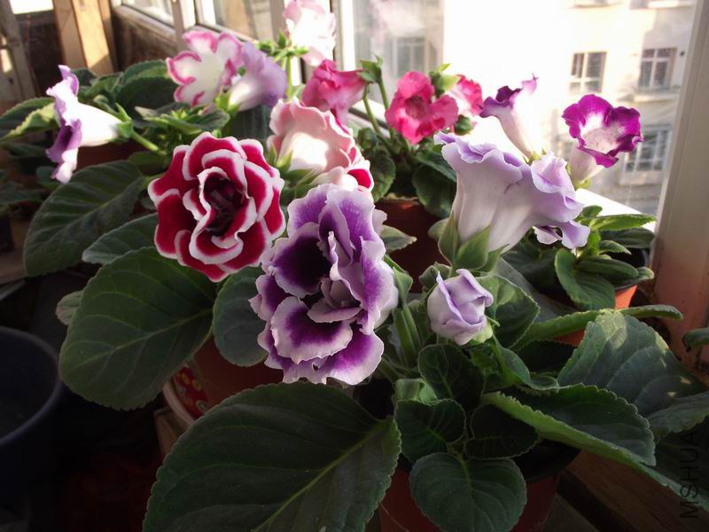 ������С DSCF5067.JPG