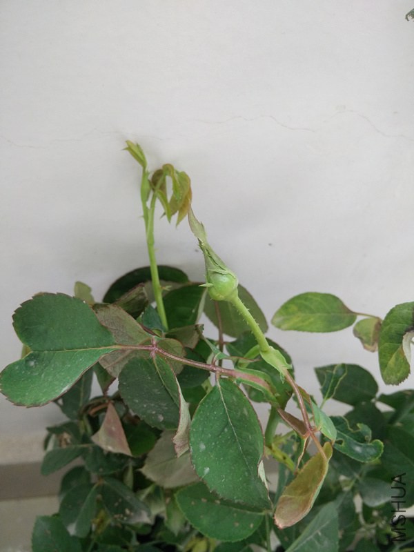 IMG20141023112534.jpg