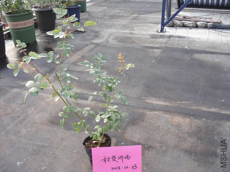 DSC00761_����.jpg