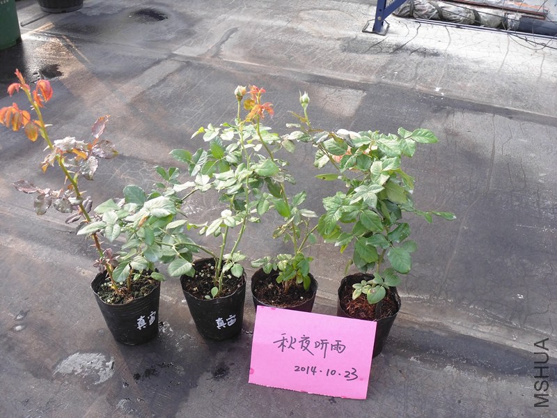 DSC00767_����.jpg