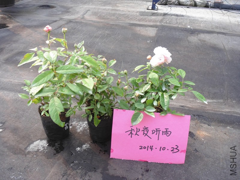 DSC00768_����.jpg