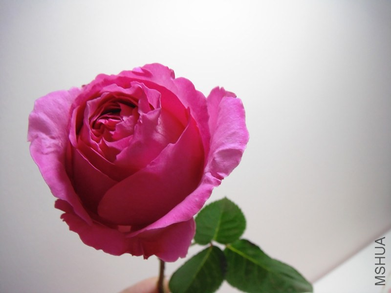 DSC00743_����.jpg
