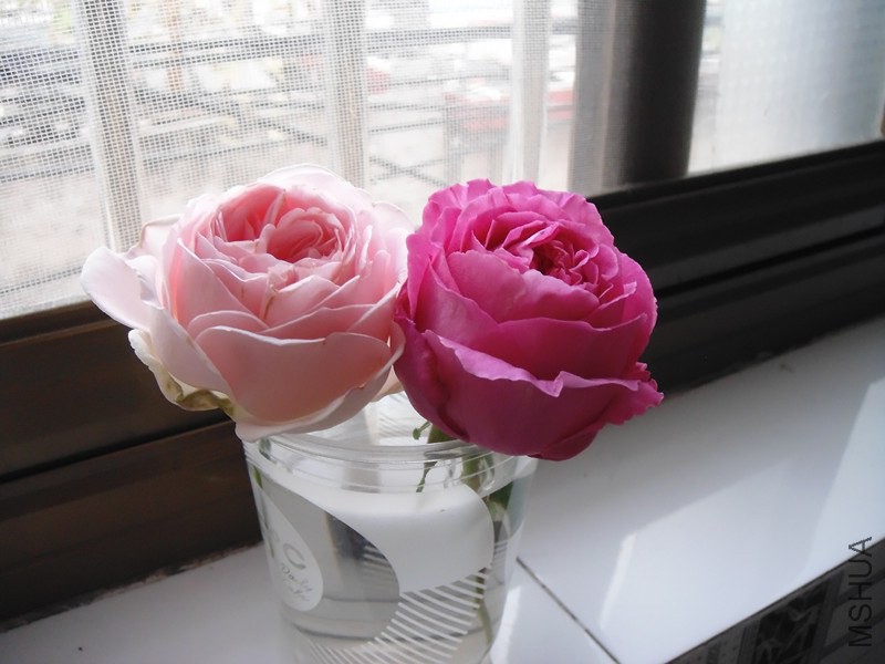 DSC00756_����.jpg