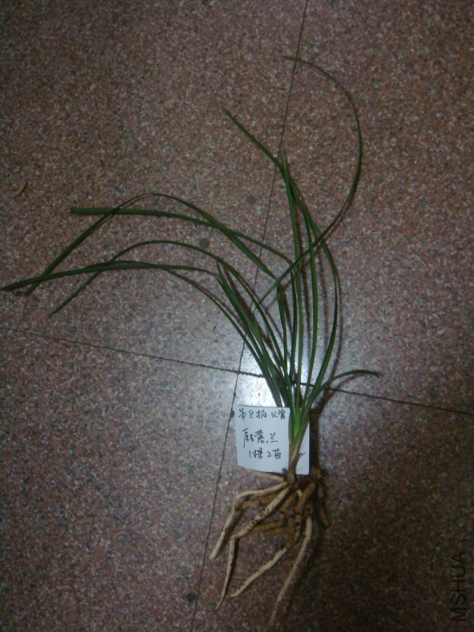 DSC07087.JPG