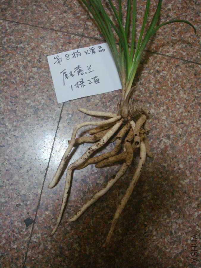 DSC07088.JPG