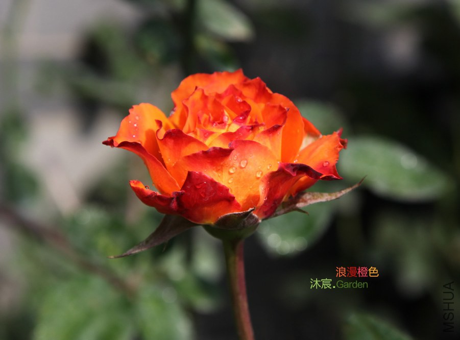 ������ɫ-4.jpg