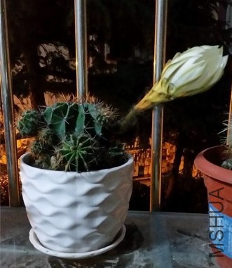 ĳ����������ߵ�����ӣ�С�һﰴ�Ͳ�ס�ˡ�