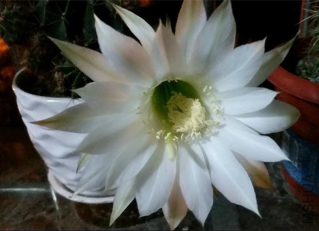 �ŵ��ʱȫ���˵����ӣ����ްɣ�