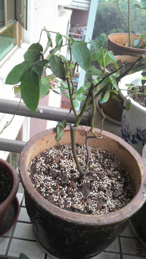 20141024114755.jpg