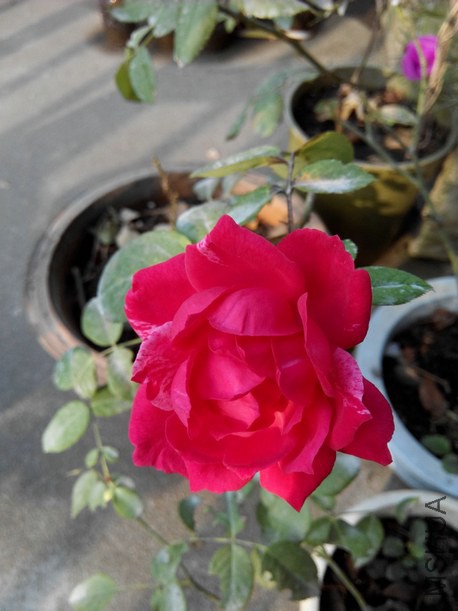 IMG_20141024_080118.jpg
