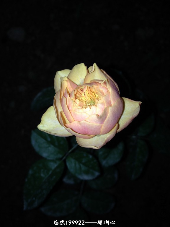 IMG_2568.jpg