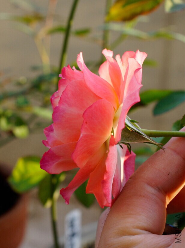 QQͼƬ20141025005523.jpg