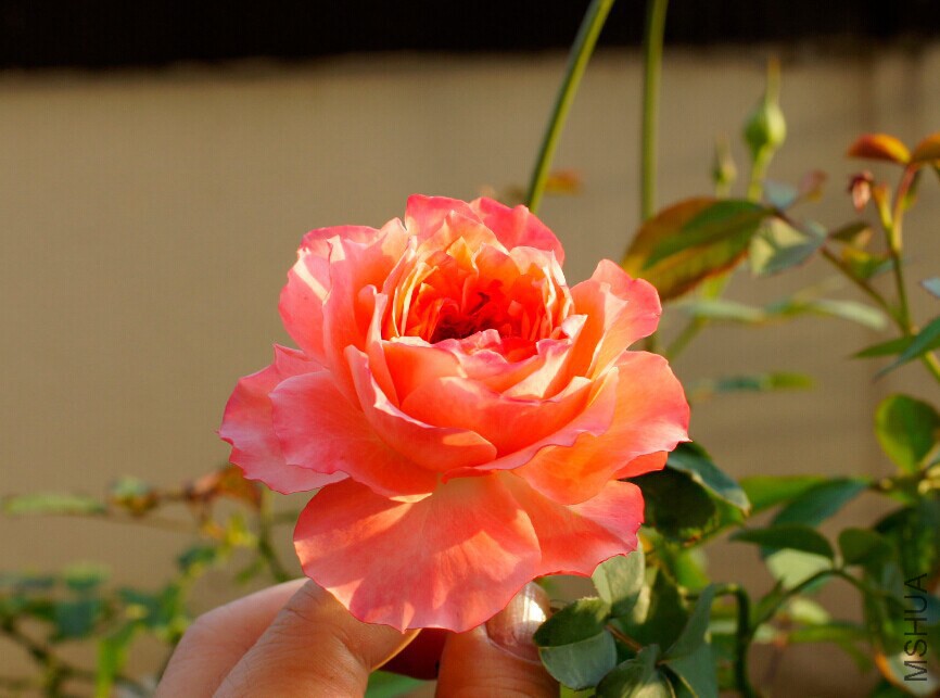 QQͼƬ20141025005617.jpg