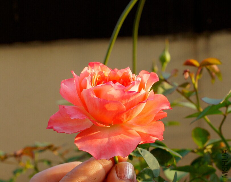 QQͼƬ20141025005718.jpg