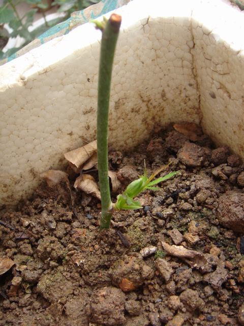 DSC02549.JPG