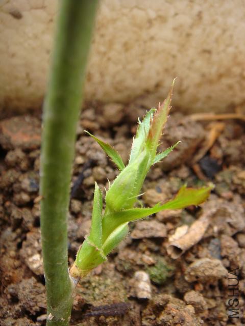 DSC02555.JPG