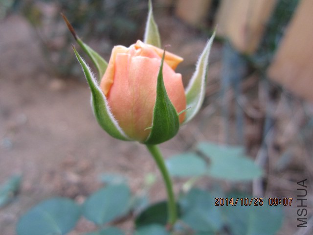 IMG_5327.JPG