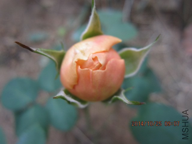 IMG_5326.JPG
