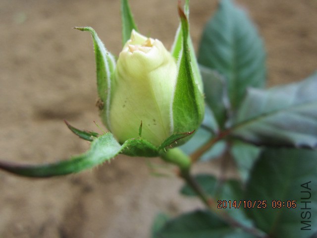 IMG_5320.JPG